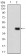 WTAP Primary Antibody  MP30758T [M6B6B8]