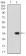 P2RY13 Primary Antibody MP30760T [M6G12E10]