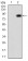 TIP60 Primary Antibody  MP30761T [M4B3B4]