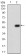 TUBB1 Primary Antibody MP30762T [M2A1A9]