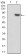 TIP60 Primary Antibody MP30766T [M2A11H7]