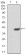 SELL Primary Antibody MP30769T  [M8C8F3]