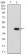 TFAP2A Primary Antibody MP30770T  [M1A10C5]