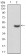 LDLR Primary Antibody  MP30772T [M7H5B11]