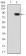 CSF1R Primary Antibody MP30773 [M4C9G2]