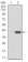 SELL Primary Antibody  MP30776T [M8C8B7]