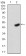 FGFR3 Primary Antibody MP30777T [M2H10B4]
