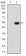 HSPB2 Primary Antibody MP30783T [M4B9E2]