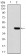 WTAP Primary Antibody MP30788T  [M6B6B6]