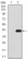 TFAP2A Primary Antibody MP30791T [M7D2B5]