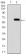 CALB2 Primary Antibody MP30793T [M1F5H1]