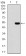 EZR Primary Antibody MP30799T [M6F1A9]