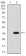 P2RY13 Primary Antibody MP30800T [M3E8C12]