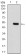 CBX1 Primary Antibody MP30801 [M2B7D6]