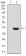 TERT Primary Antibody MP30809 [M3H2G9]