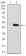 ERBB4 Primary Antibody MP30811 [M4E7G5]