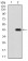 BMP2 Primary Antibody MP30813 [M9E10D6]