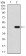 TARDBP Primary Antibody MP30830 [M7F9A6]