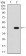 GAD2 Primary Antibody MP30842 [M5D9G9]