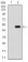 ATF3 Primary Antibody MP30846 [M5A9B9]
