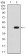 SIRT4 Primary Antibody MP30850 [M6G6D2]
