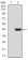 PPARA Primary Antibody MP30858 [M5D10C3]