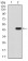 MMP14 Primary Antibody MP30869 [M6A11D1]