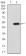 BMP7 Primary Antibody MP30875 [M6E5D12]