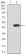 LGR5 Primary Antibody MP30879 [M2B5C3]