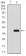 CK5 Primary Antibody MP30892 [M3D6D4]