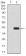 SIRT4 Primary Antibody MP30894 [M6A12D7]
