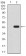 KDM4A Primary Antibody MP30903 [M6E10G4]