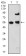 MECP2 Primary Antibody MP30905 [M8H4A5B9]