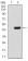 RAD23A Primary Antibody MP30906 [M3E3F4]