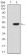 FOXP3 Primary Antibody MP30914 [M4F12A2]