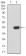 PRDM4 Primary Antibody MP30934 [M4B6E8]