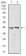 AIM2 Primary Antibody MP30937 [M7G12D1]