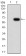 PTPN6 Primary Antibody MP30938 [M2E9E4]