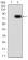 KPNA2 Primary Antibody MP30947 [M1E8B7]