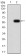 YWHAB Primary Antibody MP30960 [M3D2E10]
