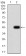 RAD21 Primary Antibody MP30969 [M1B6D1]