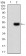 RNLS Primary Antibody MP30979 [M1C11E8]