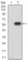 YWHAB Primary Antibody MP30990 [M5B5G10]