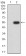 RAN Primary Antibody MP30994 [M8D1H12]