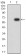 KDM1A Primary Antibody MP31022 [M3F9D2]