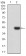 PSMC3 Primary Antibody MP31040 [M1G10B7]