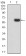 PTPN14 Primary Antibody MP31048 [M2B3H7]