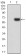 EIF5 Primary Antibody MP31052 [M6D6H11]