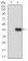 CD2 Primary Antibody MP31058 [M3D1B4]