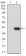 UFD1L Primary Antibody MP31060 [M2A6F3]